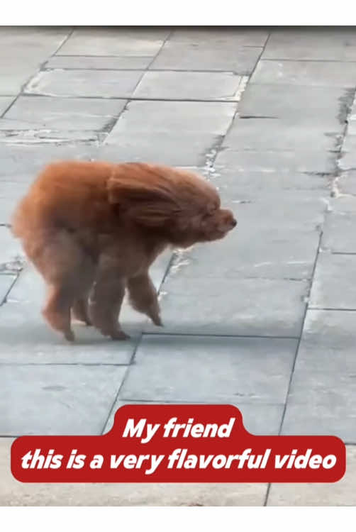 My friend this is a very flavorful video#funny #dog #dogsoftiktok #us #usa🇺🇸 #fpy 