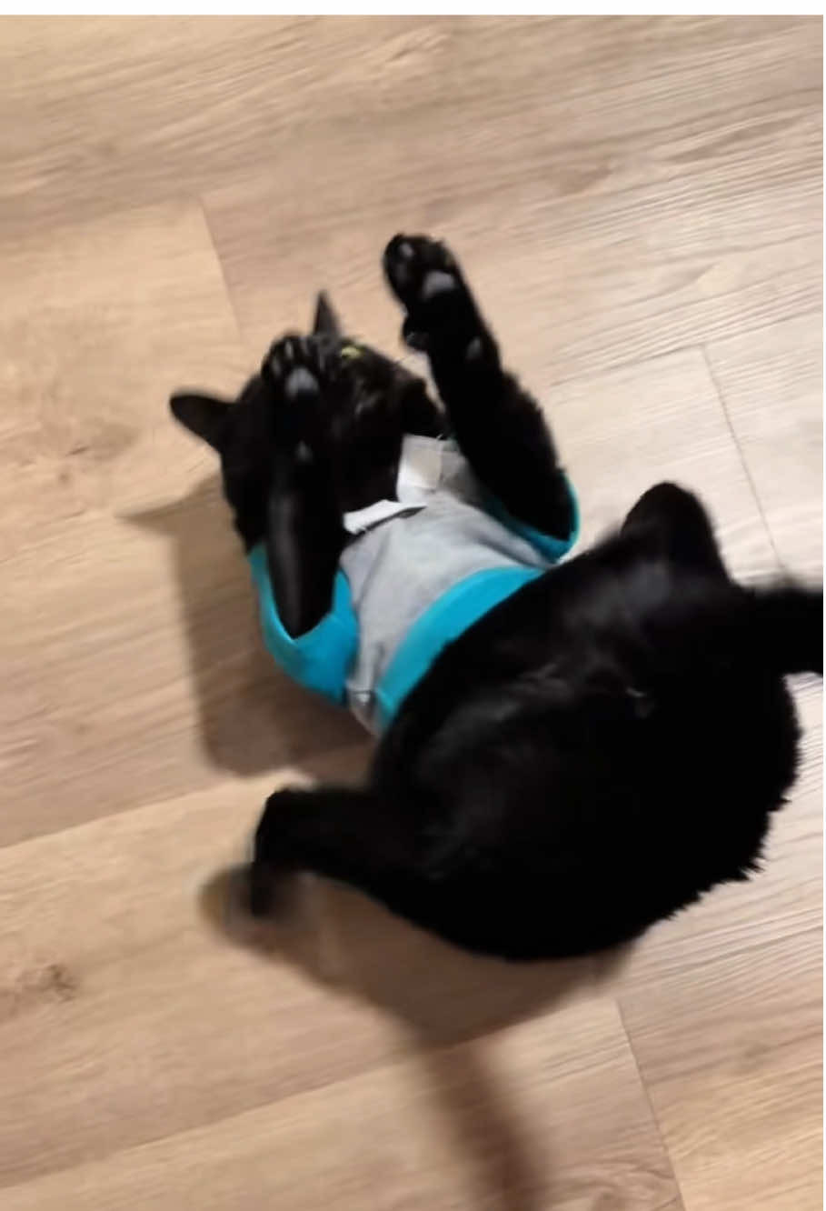 Funny black cat🤣🤣#pets #cat #cats #catsoftiktok #funnyvideos #funnycat #foryou #catlover #blackcat 