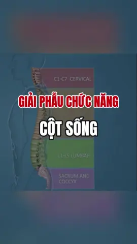 Hiểu hơn về giải phẫu cột sống #tungbacsi #yhocthethao #phuchoichanthuong #giaiphaucotsong #thoatvidiadem #cộtsống