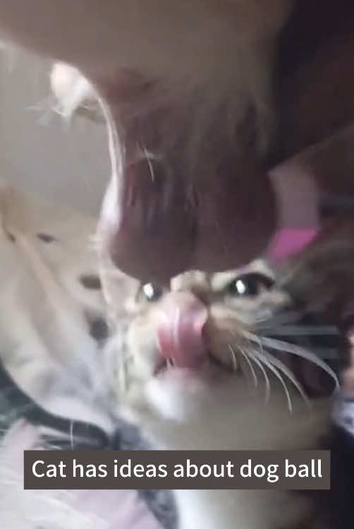 Why dog afraid cat 🤣🤣#funnycat #cute #fyp #pet #catsoftiktiok #cat #funnyvideos 
