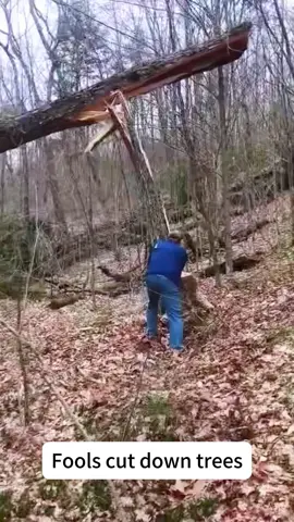 Dangerous lumberjacks #teecutting #oddlysatisfying #satisfying #teework #arborist #fpyシ 