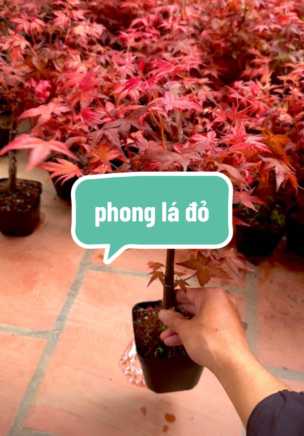 phong lá đỏ mini bonsai