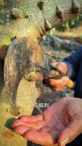 Mountain people, who reside in the mountains, gather Sichuan peppercorns and prickly ash to soak in wine and store them in case of emergencies when the rainy season is approaching!#CustomsandCulture #MountainLife 