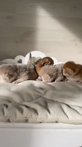 Сладкие комочки❤️ #verso #kittens #котята #versocats 