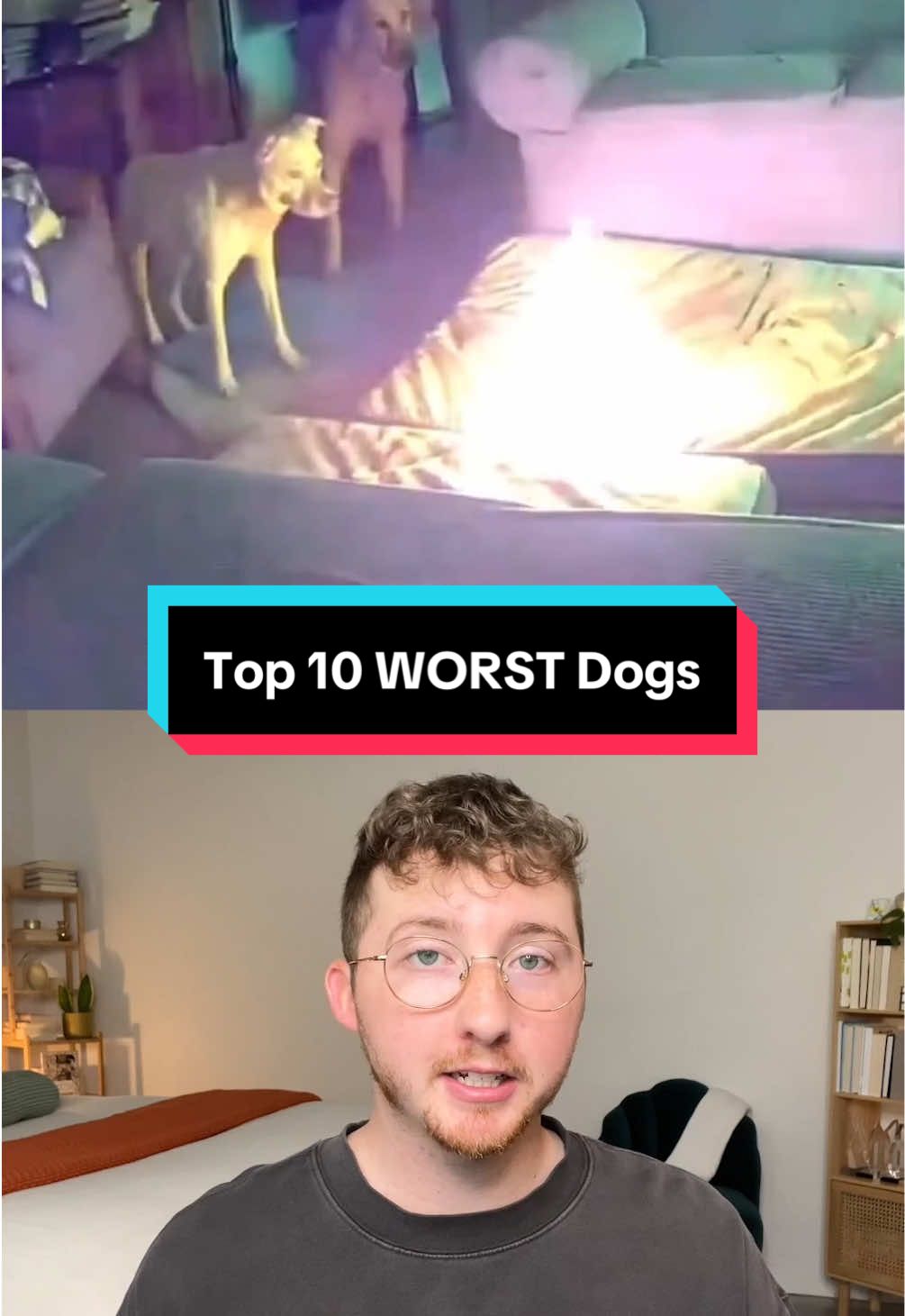 Top 10 WORST Dogs #weratedogs #AprilFools 