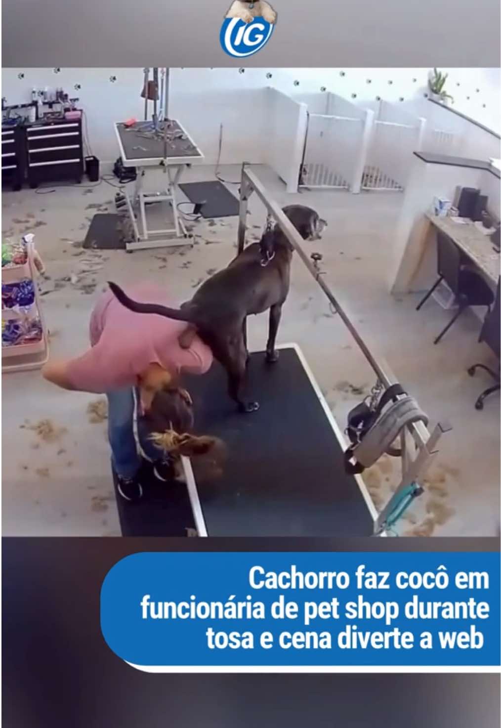 Trabalho em pet shop tem cada surpresa 😱 😆 No meio da tosa, um cachorro resolveu 