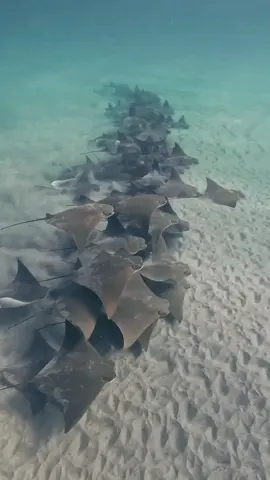 1. Taksonomi dan Klasifikasi Ikan pari adalah sekelompok ikan bertulang rawan yang termasuk dalam kelas Chondrichthyes, ordo Myliobatiformes, dan famili Dasyatidae. Mereka masih berkerabat dekat dengan hiu karena memiliki kerangka yang terdiri dari tulang rawan, bukan tulang sejati. 2. Ciri Fisik Ikan pari memiliki tubuh pipih berbentuk cakram dengan sirip dada yang melebar menyerupai sayap. Ekornya panjang, sering kali dilengkapi dengan duri beracun yang digunakan untuk pertahanan diri. Ukuran ikan pari bervariasi, dari spesies kecil dengan panjang sekitar 30 cm hingga spesies besar seperti Pari Manta yang bisa mencapai lebar lebih dari 7 meter. 3. Habitat dan Persebaran Ikan pari ditemukan di berbagai perairan dunia, baik di lautan tropis maupun perairan tawar. Beberapa spesies lebih suka hidup di dasar laut berlumpur atau berpasir, sementara lainnya lebih sering berenang di perairan terbuka. 4. Pola Makan Sebagai predator, ikan pari memangsa berbagai jenis hewan kecil, seperti moluska, krustasea, dan ikan kecil. Mereka menggunakan mulut yang terletak di bagian bawah tubuhnya untuk mengisap mangsa dari dasar laut. 5. Reproduksi Ikan pari berkembang biak dengan cara ovovivipar, di mana telur berkembang dalam tubuh induk dan anak ikan pari lahir dalam keadaan hidup. Jumlah anak yang dilahirkan tergantung pada spesiesnya. 6. Peran dalam Ekosistem Sebagai predator dasar laut, ikan pari berperan dalam menjaga keseimbangan ekosistem laut dengan mengontrol populasi mangsanya. 7. Ancaman dan Konservasi Populasi ikan pari terancam oleh perburuan berlebihan, polusi laut, dan kerusakan habitat akibat aktivitas manusia. Beberapa spesies ikan pari, seperti Pari Manta, telah masuk dalam daftar spesies yang dilindungi oleh berbagai organisasi konservasi dunia. Upaya pelestarian termasuk pengaturan perikanan dan perlindungan habitat alaminya. #animals #hewan #ikanpari 