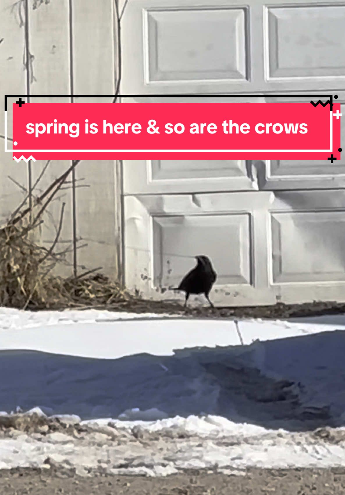 THE CROWS ARE BACK! #birdwatchinggoesbothways #crow #corvid #crowvid #crowfriends #fyp #foryou #thecrowshow #nature #birds 