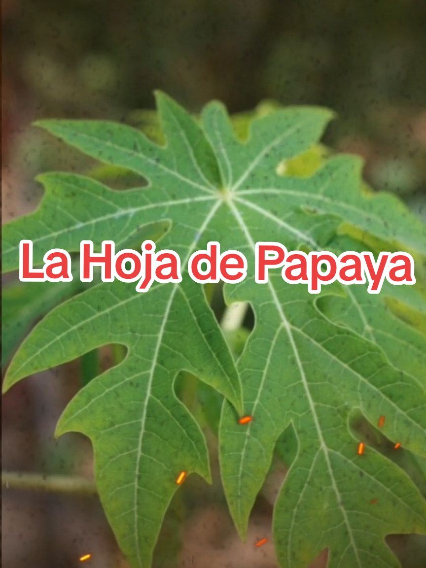 Sabías que la hoja de Papaya es una planta medicinal? #botanica #medicina #plantasmedicinales #medicinanatural #remediosnaturales #hierbasmedicinales #hierbasmedicinales #remedioscaseros #hierbas #medicinanatural🌿 