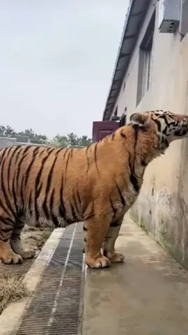Do you know how huge an adult male tiger is?#tiger #animals 