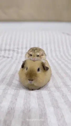 พี่เพลงน่าร๊ากกก หันไปโอ๋ๆ น้องด้วย☺️💞 . 🐹 #เพลงเพราะ #ผูกพัน #plengphor #phookphan . #ppguineapigs #แกสบี้แก๊งค์พีพี #guineapigs #cavy #แกสบี้ #exoticpets #guineapiglover #ppfattailedgerbil #fattailedgerbil #แฟตเทลเจอร์บิล