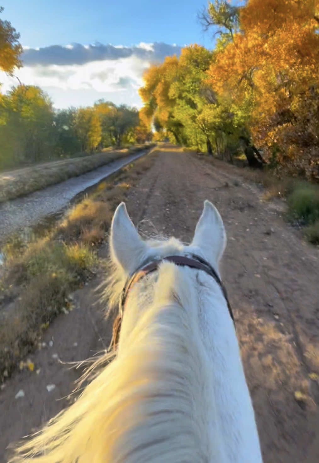 A riders pov #horses #fypシ #western #equestrian #princewhimpyjuniperthefourth 