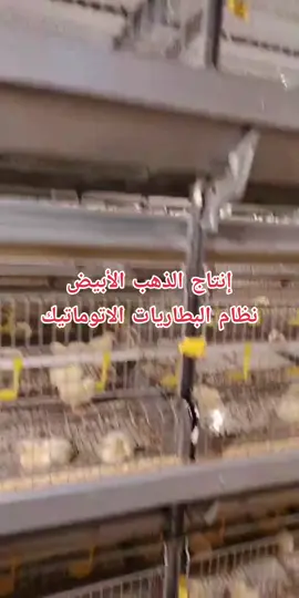 #مصر🇪🇬 
