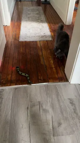 Motion activated cat toy! #saintlo and #neganthecat enjoying their new #snake toy from #petsmart #anythingforpets 