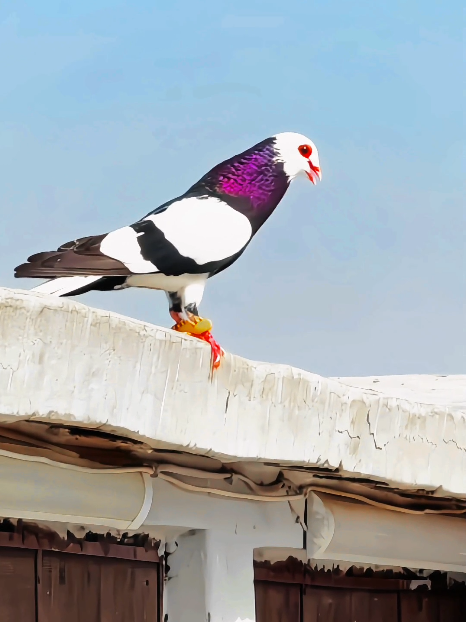 ##pigeon #kabutar #birds #nomankhangopang00  #kabutarlover #kabutarkivideo #fyp #foryoupage #viral #foryou #trending #2025