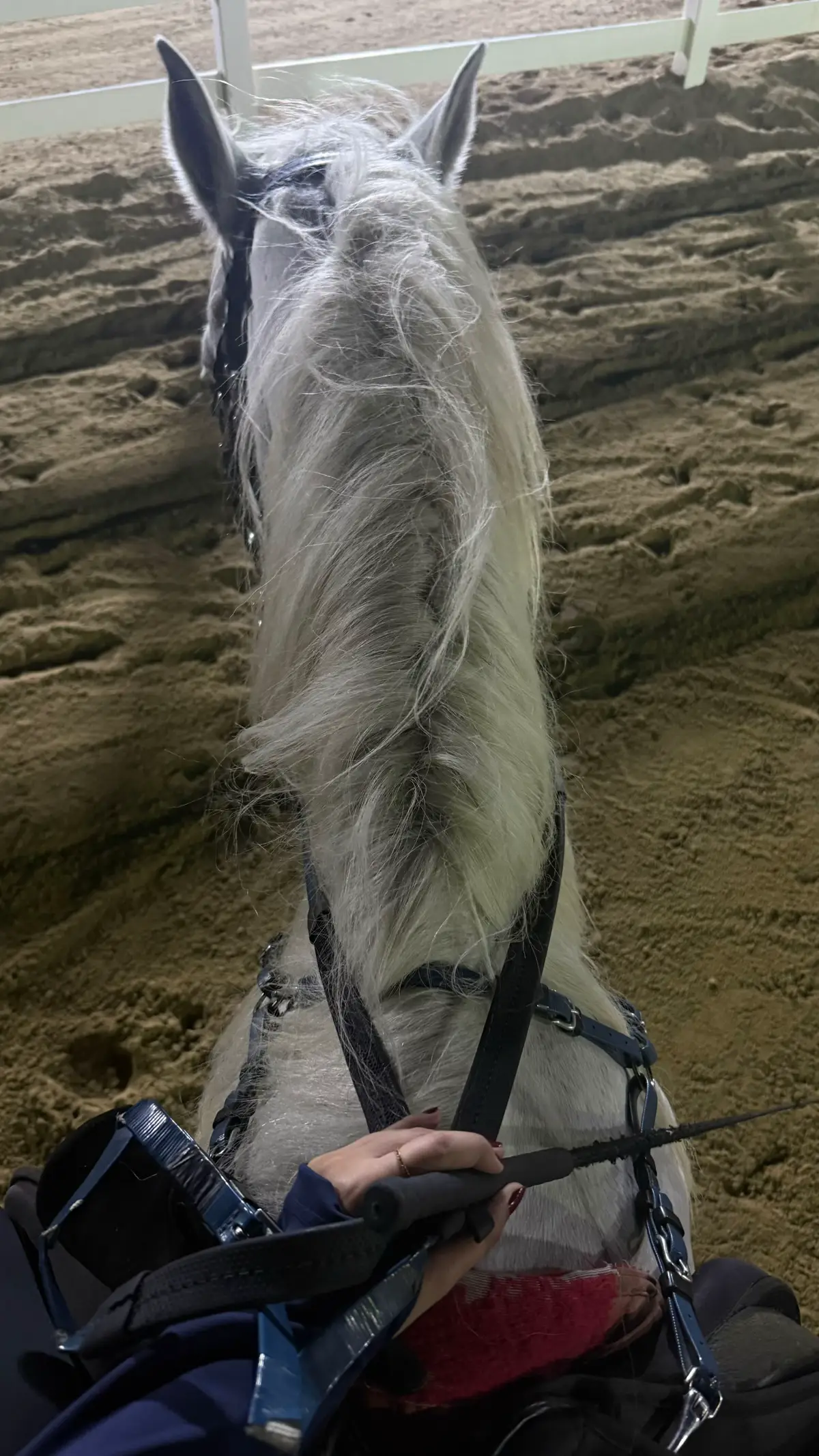 Role #1 : Horses are better than humans  🐎 🩶 #fyp #خيل_وخياله🐎 #fypシ 