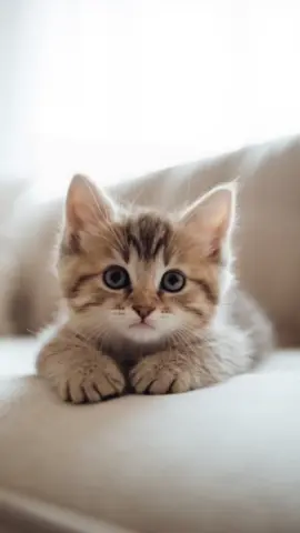 Grow baby grow 🙏❤️😻#cutecat #cute #ai #lipsync #motivation #inspirational #affirmations 