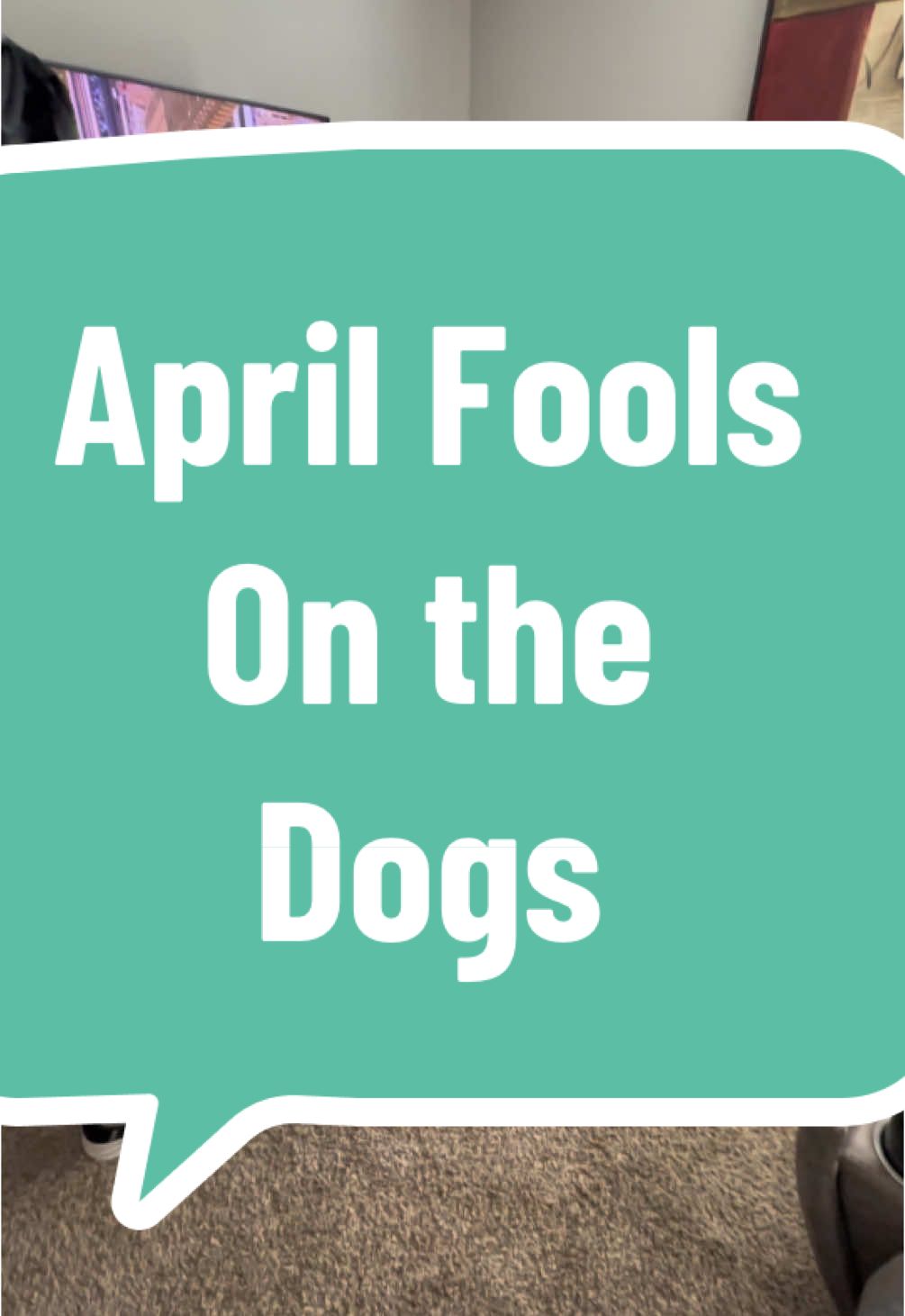 April Fools on the dogs with their @Freezbone #freezbone #AprilFools #freezbonefool  Want to learn how you can train your dog to be a respectable and obedient member of the family or as a service dog (must qualify) contact us today at Koda Dog Training & Gear by PC at www.kodadogtraining.com or www.pupcessoriescrafts.com Find more Links on our Linktree #canecorso #canecorsoitaliano #servicedog #servicedogintraining #servicedogsoftikok #canecorsoservicedogintraining #servicedogprospect #servicedogteam #mastiffsoftiktok #DogTraining  #puppytraining101  #puppytraining #DogTraining #trainingdog #trainingyourdog #TipsDogTraining #pupcessoriescrafts #publicaccesstesting #publicaccesstraining  #servicedogtraining #kodathecorso #trainyourservicedog #dogtrainer #NCDogtrainer #NorthCarolinaDogTrainer #Virtualdogtrainer #Virtualdogtraining #balanceddogtrainer #LIMAcomplianttrainer #bladdercancer #bladdercancerwarrior #kodadogtraining #kodadogtrainingandgearbypc #pupcessoriescrafts #pupcessories #braintumorsurvivor #chemotherapysideeffects #chemotherapy #chemo #cisplatin #cisplatinsideeffects #cancer #cancerfighter #beatingcancer #cancerblows 