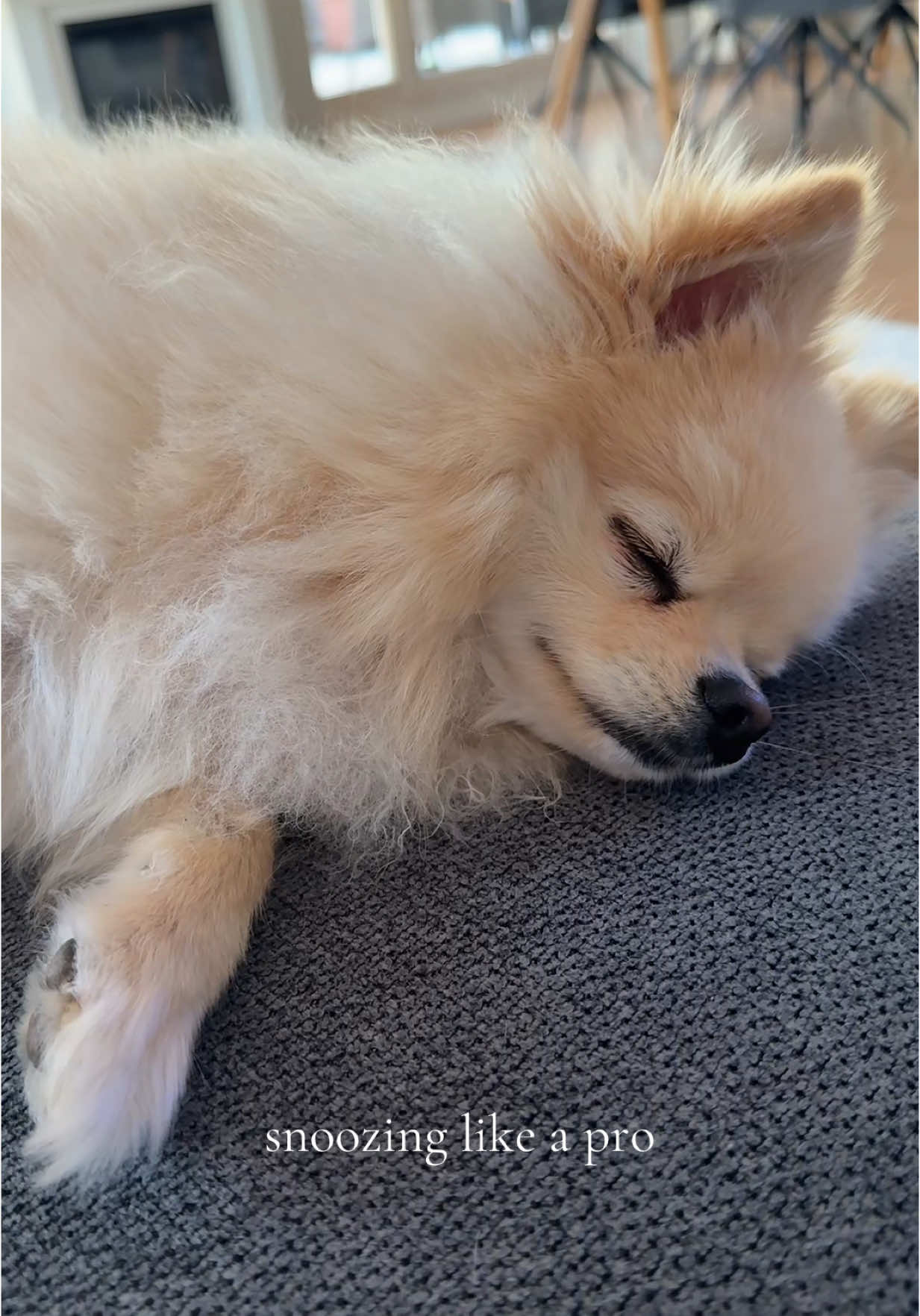 Erstmal ein kleines Nickerchen💤🧸 #pomeranian #tireddog #pom #dogsoftiktok #fyy #foryou #sleepy 