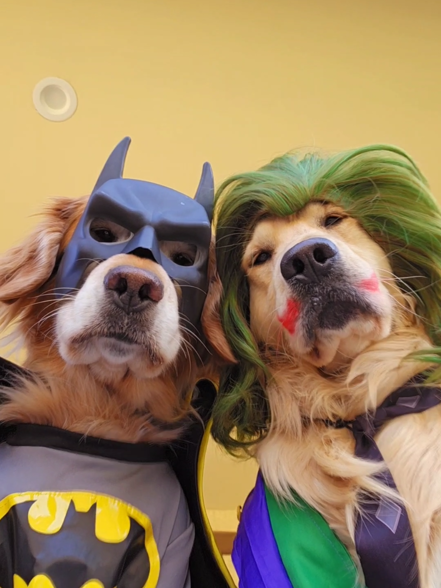 Choose your duo ✨ #dogsoftiktok 