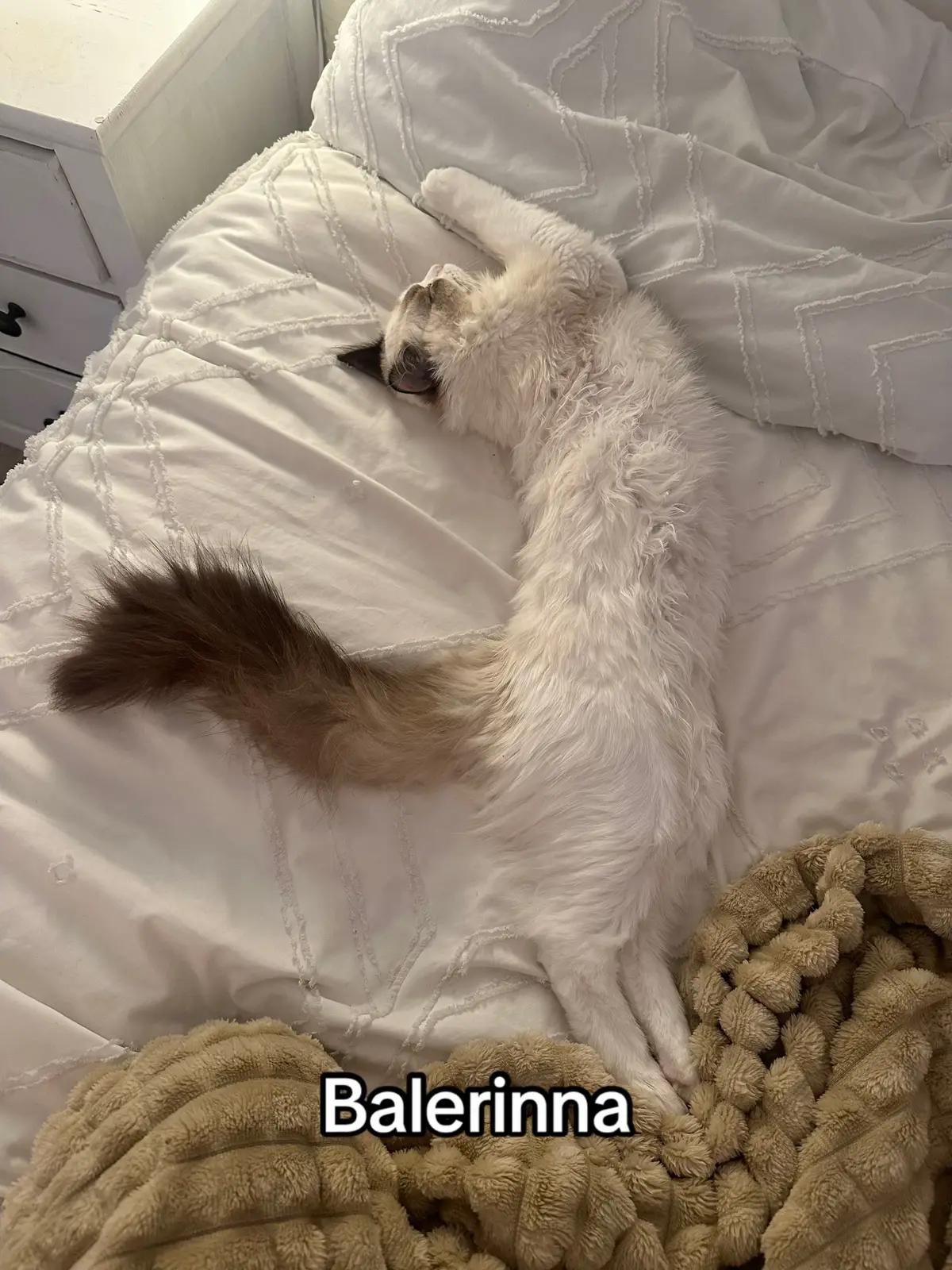 #cattok #cat #catmeme #ballerina #ragdoll 