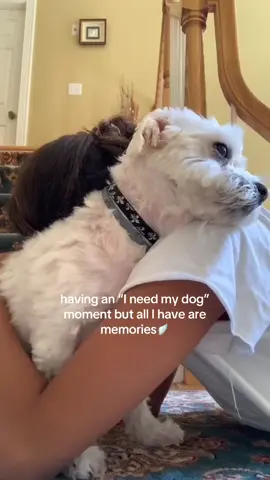 he was my best friend🤍 #rainbowbridge #petloss #maltese 
