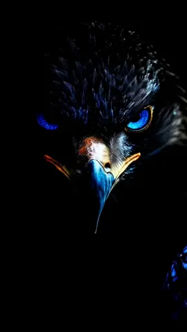 Eagle live wallpaper #livewallpaper #eagle #fyp 