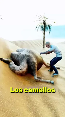 ¿Sabías que los camellos pueden explotar después de morir? Su joroba no almacena agua, sino grasa, que les ayuda a sobrevivir en el desierto. Pero cuando un camello muere con su joroba llena, la descomposición genera gases peligrosos dentro de su cuerpo. Esto hace que se hinche hasta un punto crítico y, si alguien lo toca, incluso con un dedo, ¡podría explotar! Un fenómeno impactante de la naturaleza. --- #datoscuriosos #AnimalesSorprendentes #MisteriosDeLaNaturaleza #Camellos #VidaSalvaje #Curiosidades #NaturalezaAsombrosa #datoraro  Disclaimer: This information is taken from the internet which may or may not be true we do not want to spread any fake news. The content provided by this channel is meant for EDUCATIONAL PURPOSE only. Copyright Disclaimer:- Under section 107 of copyright Act 1976, allowance is made for FAIR USE for purpose such a criticism, comment, news reporting, teaching, scholarship and research. Fair use is as permitted by copyright statues that might otherwise be infringing. Non-profit, educational or personal use tips the balance in favor of FAIR USE.