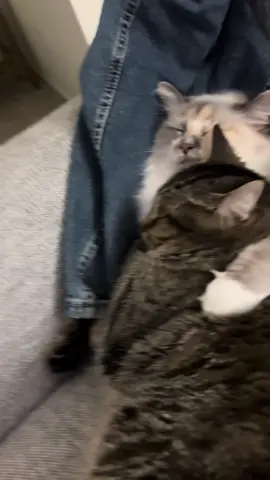 The Two Beauties Are Best Friends Furrreva Hope Ya Like This!! #explore #fyp #foryou #catsoftiktok #cats #Love #domesticviolencesurvivor #getinthecarelizabeth 