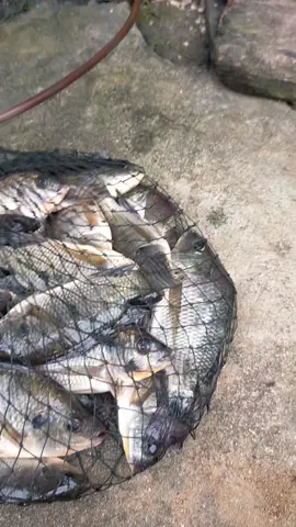 hasil mancing hari ini gaes #viral  #fyp  #hasilmancing #macingseru  #hobimancing  #youtubewulunkfishing  #youtubewulunkfishing  #mancingnilaliar  #mancingliar 
