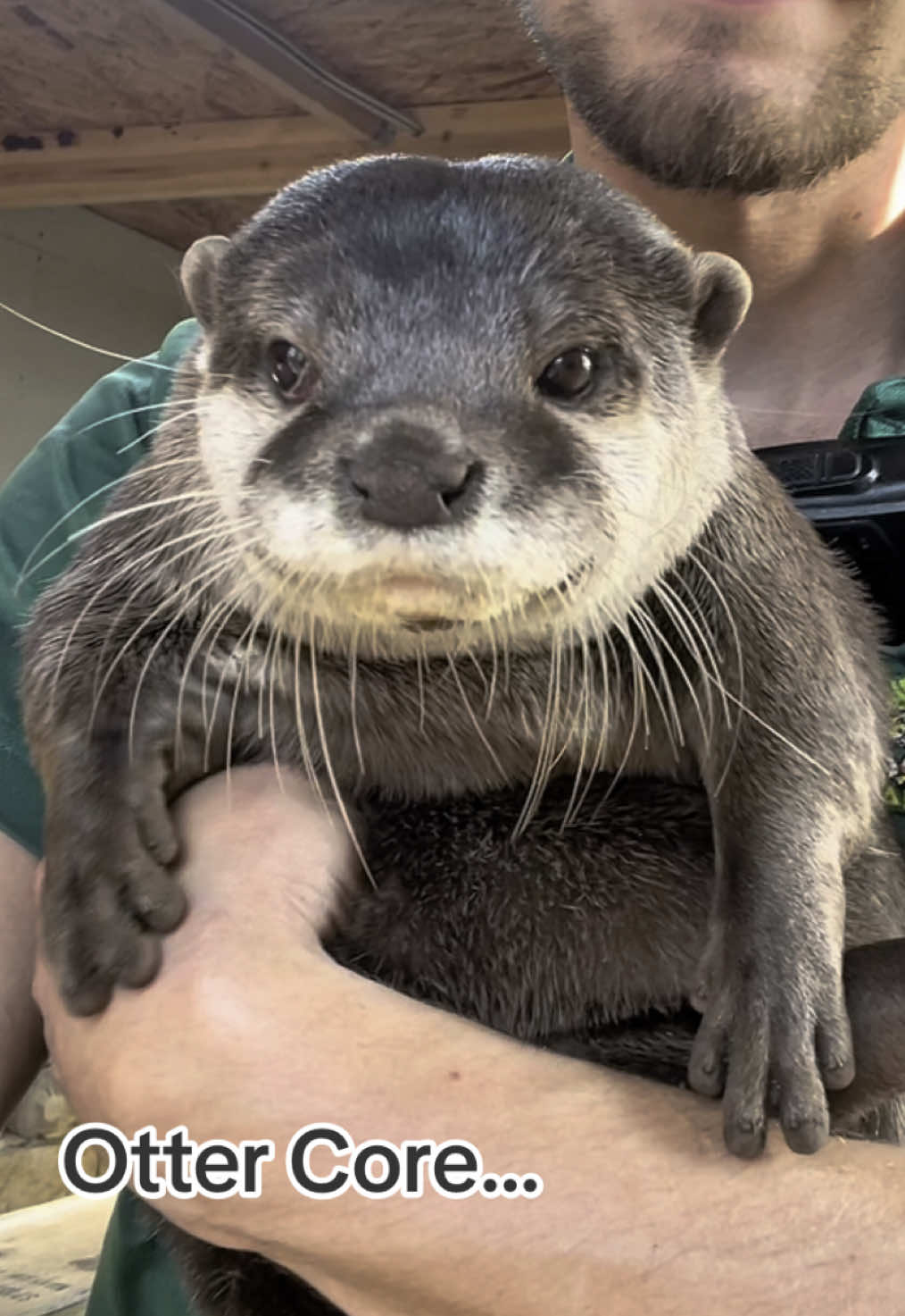 Otter Core… 🦦 #otters #asiansmallclawedotter #riverotters #zookeeper #zoo #aquarium #otter #core #edit #funnyvideos 