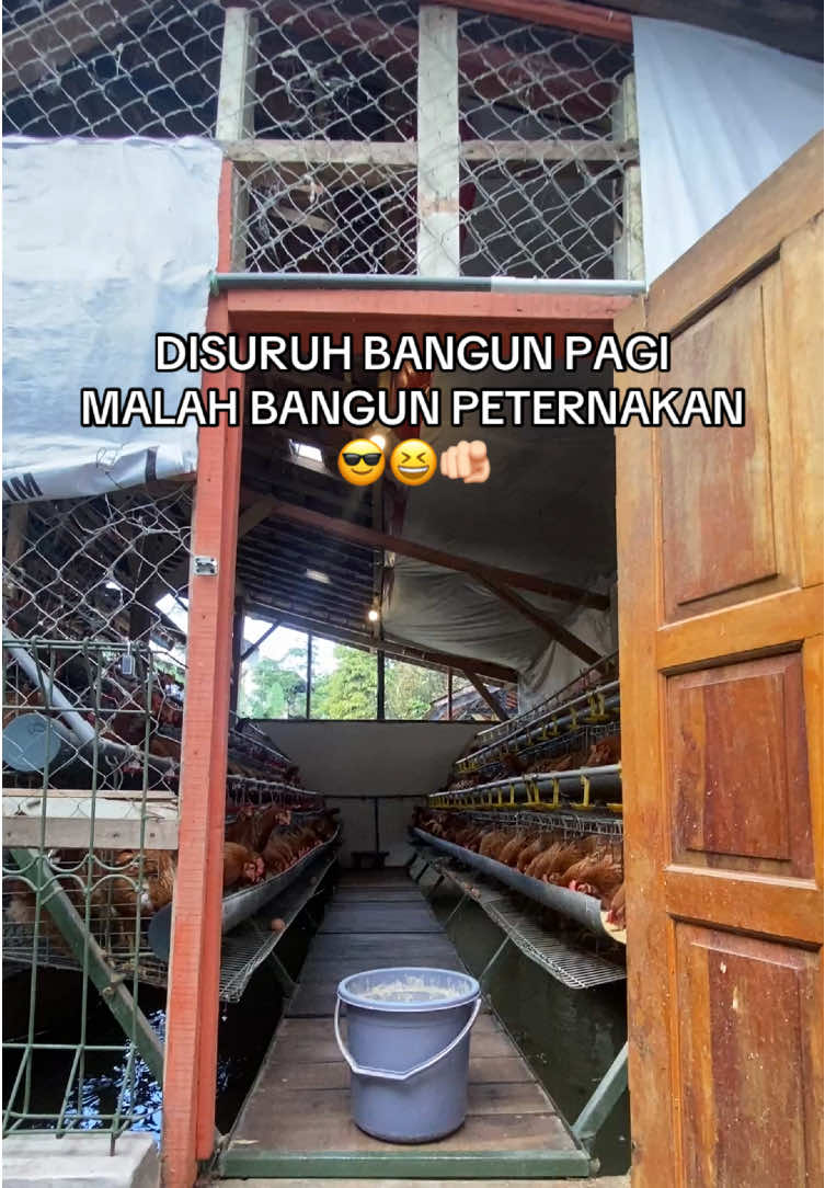 Yale yale yale 🐓 #peternakzilenial #peternak #peternakmuda #peternakayam #telurayam #ayampetelur #ayampetelurindonesia 