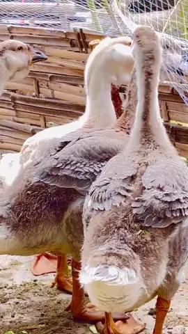 Fifty days#PurebredLionHead #ExtraLargeLionHeadGoose 