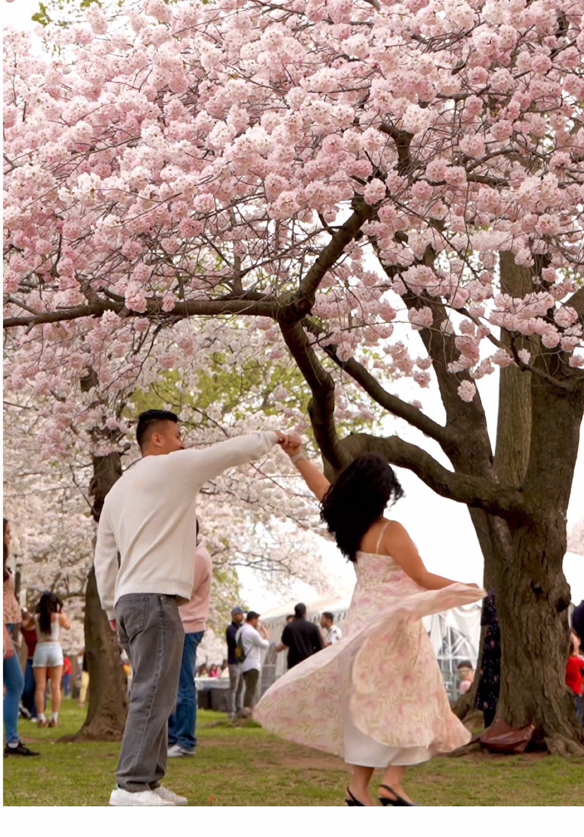 Love blooms like cherry blossoms - beautiful, fleeting, and forever cherished. ❤️🌸  @lensstories25  #cherryblossom #loveit #beautiful #nepalicouple #nepali #foryoupage #fyp #lensstories 