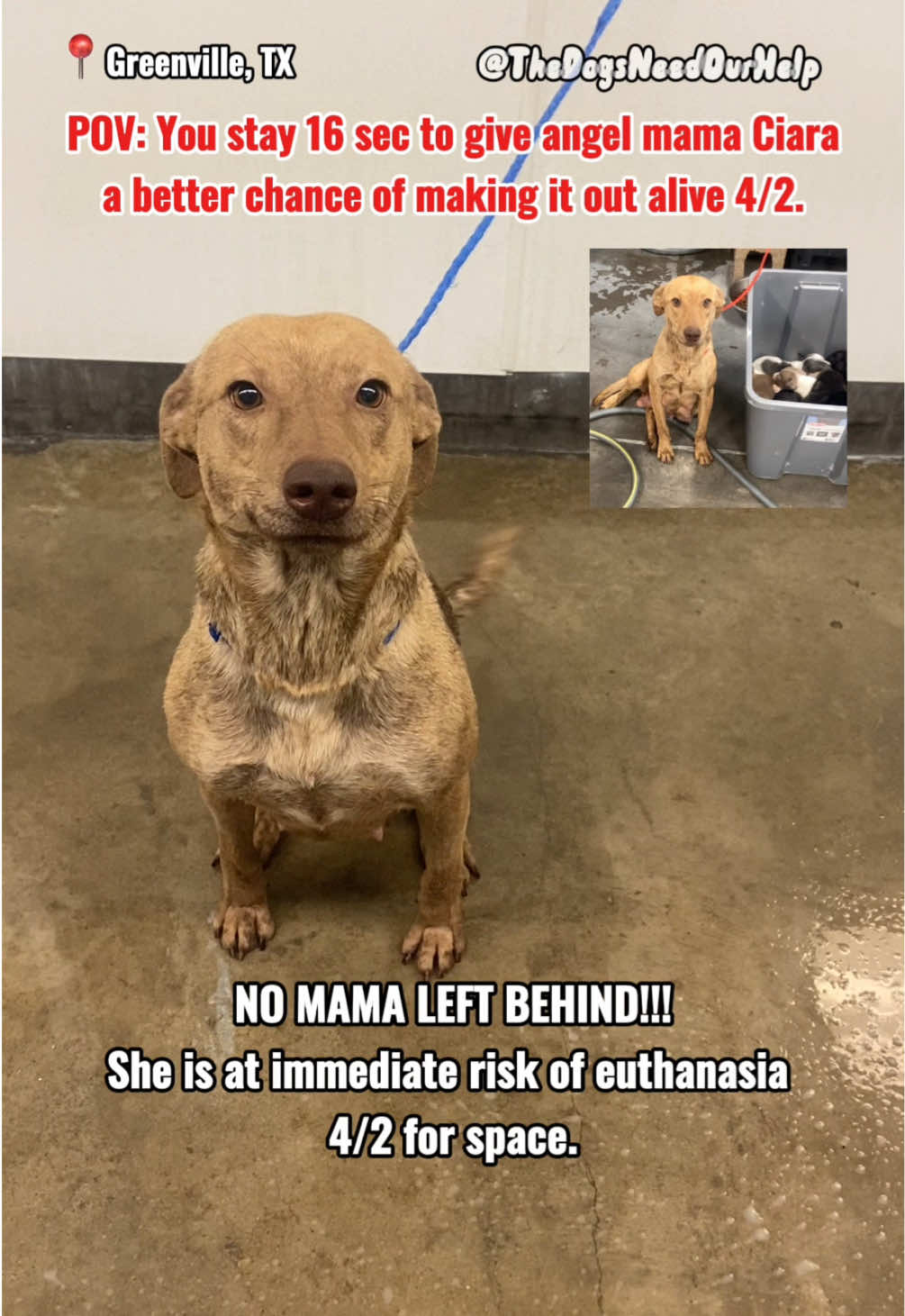 Adopted 4/3 🩷 Please message me if you adopted her, I wanna see her happy & I know everyone else who saw this would too!! We want to see she's in a great home🥹🙏🏼 🚨What are your pets’ names? Staying for 16 sec can help mama Ciara’s chances of making it out alive.. No mama left behind!! She is at risk for euthanasia for space 10 am on 4/2 as shelter is full. Ciara was surrendered to the shelter without a name on MY BIRTHDAY 2/13 😭with her puppies that were weaned that day. I’m not sure of her puppies’ outcomes, but what I do know is that Ciara is a staff favorite (which I think is why she has a name rn) & the sweetest angel. All she wants is to be close to you & to go to a great home. She is most likely dog friendly. Please help us save her! ⚠️DISCLAIMER: I AM A VOLUNTEER. ⚠️ 🆘 Need serious pledges for a rescue & committed foster in DFW / east Texas until adoption or transport & out of state adopter or adopter to go adopt in person! 🙏🏼 Kennel 14, “Ciara,” Animal ID #25273 Unaltered Female, 1 Year Old, Labrador Retriever, I believe she’s HW- Owner surrender & available 2/13/25 Contact @TheDogsNeedOurHelp if out of state & want to adopt (PNW/MW/NE)... Will need temp foster in DFW for at least 4-6 weeks to make out of state adoption happen! I will connect you with a rescue that can help if local temp foster is found. If able to adopt in person or tag by rescue (already approved to tag), please contact the shelter directly at: Greenville Animal Control Shelter 5800 Joe Ramsey Boulevard Greenville, TX 903-457-2990 Open: M-F 9am-6pm animalcontrol@ci.greenville.tx.us Shelter adoption fee is $95, which includes mandatory spay, rabies vaccine & microchip. In addition, a $20 non-refundable spay/neuter deposit is required unless you sign agreement & send proof of completed surgery to shelter within 30 days. Dogs get 1 round of bordetella & DAPPv upon intake. She may have a rabies shot. If your rescue can help & not approved to tag (takes weeks to get approved), want to adopt out of state, or can foster in DFW, please message @TheDogsNeedOurHelp !! Adoption costs more than shelter fee if out of state.  Dogs are not always seen by a vet as shelter does not have onsite vet. Will need to be seen by one right after adoption.  #greenville #texas #dfw #thedogsneedourhelp #euthanasia #fyp #viral 