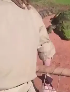 That had to hurt 👀👀👀 #wildlife #alligators #crocodiles #animalbehavior 
