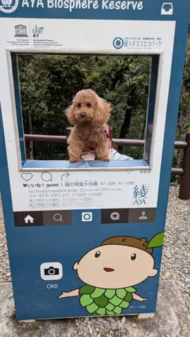 #宮崎  #綾  長さ250m 高さ142m めちゃくちゃ高くて、怖かった 場所⇩ ■綾の照葉大吊橋 宮崎県東諸県郡綾町南俣大口5691−1