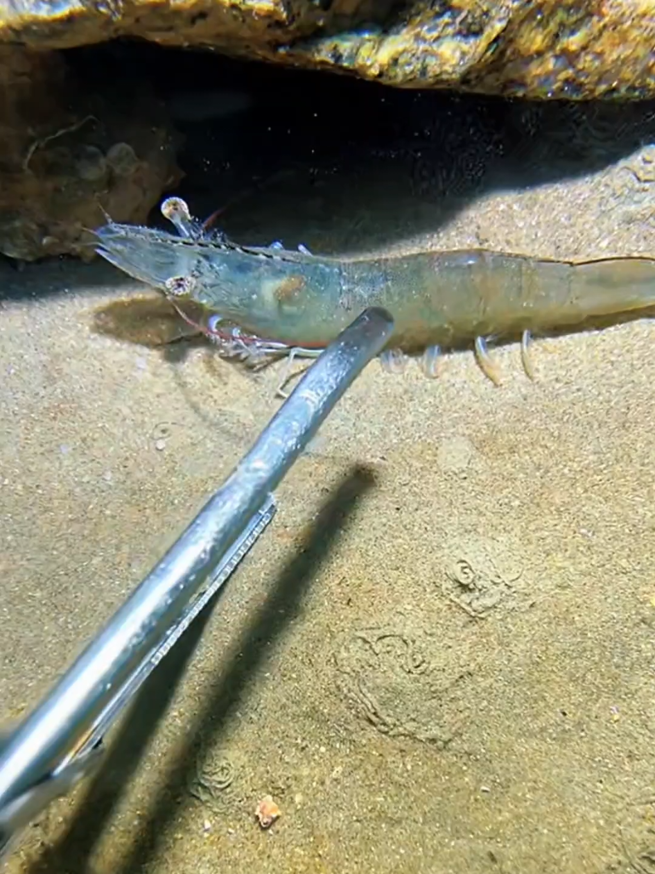 #diving #crab #catchthesea #seaside #seafood #fish #eel #lobster #seangsolofishing 