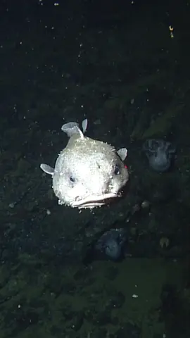 We love this blob sculpin and this blob sculpin loves you ✨ Blob sculpin (Psychrolutes phrictus) grow to about 60 centimeters (two feet) long and are shaped like large, flabby tadpoles. They are bottom-dwellers, eating crabs, sea pens, and other small animals that live on the seafloor. They are found 1,000–2,500 meters (3,200–8,200 feet) deep. They grow to be more than 60 centimeters (over two feet) long, and can be nearly the same in width! #BlobSculpin #blobfish #CoolFish #FishTok #DeepSea