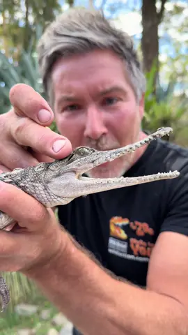 Did you know freshwater crocodiles can swim in both salt water and freshwater? 🐊  #wildactionzoo