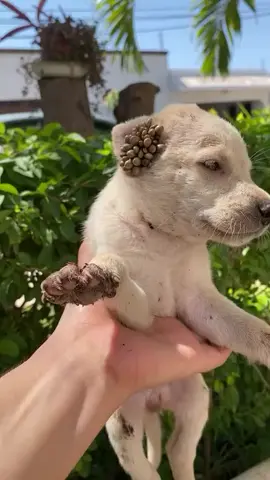 This poor puppy was covered in ticks when we rescued him 💔🐶 We’re doing everything we can to help him heal and give him a second chance at life. Every little bit of support makes a difference! 🙏 #RescueAndHeal #SavingLives #EveryLifeMatters