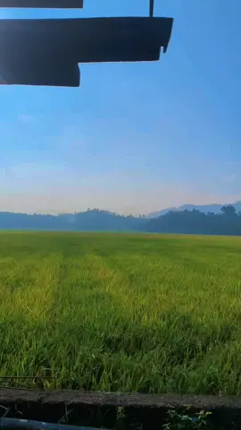 view sawah gampong kayee jatoe#1446hijriah #pemerintahanpidiejaya #pidiejaya #acehpidiejaya #cubo #mkm .cubo