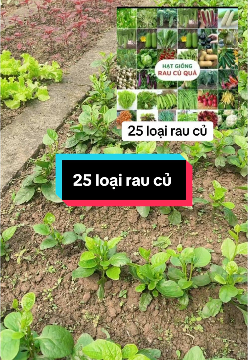 #nongsan  combo 25 loại rau củ giống . 