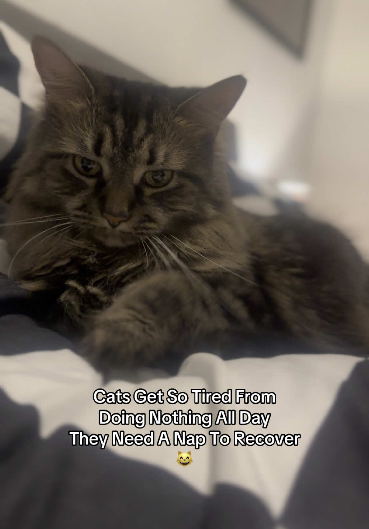 Literally… and when it comes to midnight that’s a whole different story 😸😂 💤  #catsoftiktok #cats #cutecats #catvideo #petlovers #cattok #cutecat #foryoupagе #catlover #catmum #fyp 