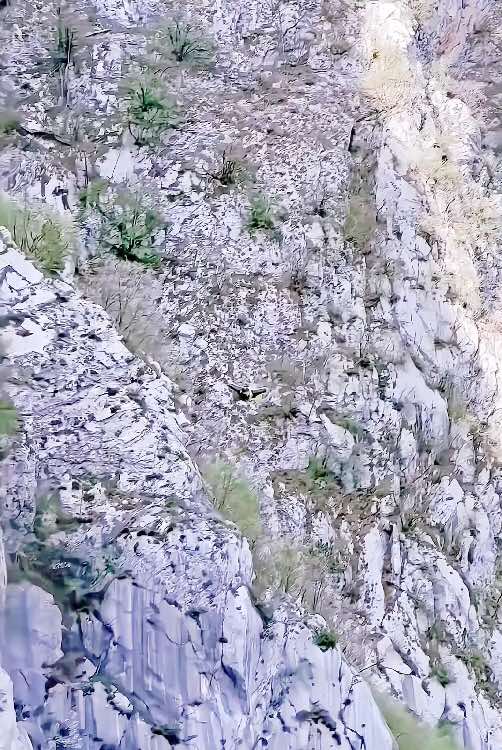How fast? #wingsuit #wingsuiting #wingsuitflying #parachute #mountain #redbull #adventure #adventures #sport #sports #sportsontiktok #dangers #travel #foryou #fyp #viral #trending #kings3a 