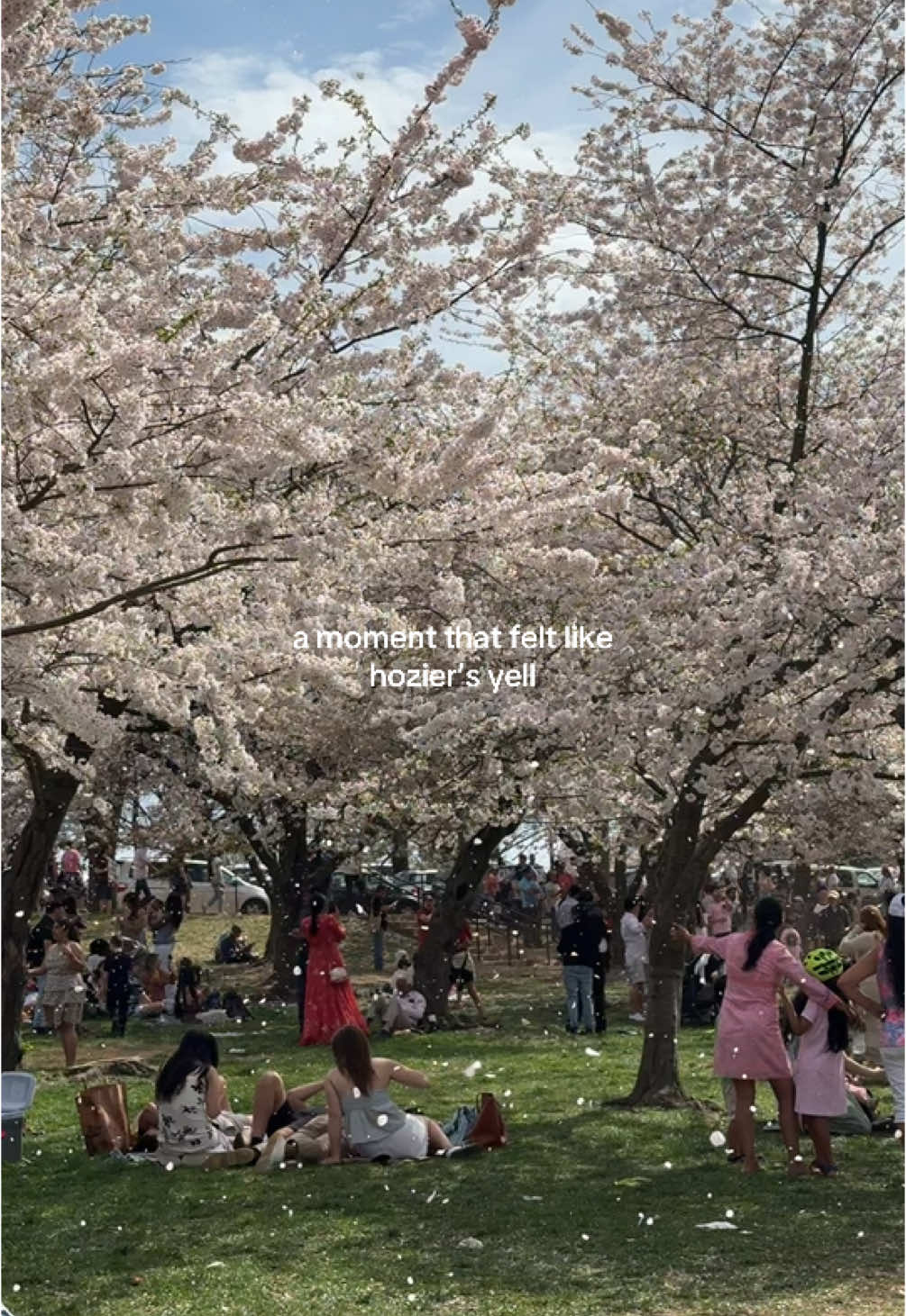 hi cherry blossoms 🌸 #cherryblossom #dc #cherryblossomfestival #eastcoast #eastcoastsummer #springtime 