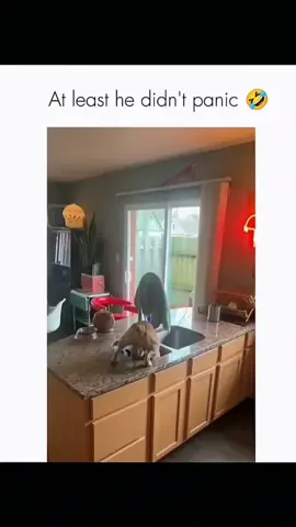 Funny dogs compilation #funnydog #funnypet #cutedog #dogsoftiktok #doglover #dog 