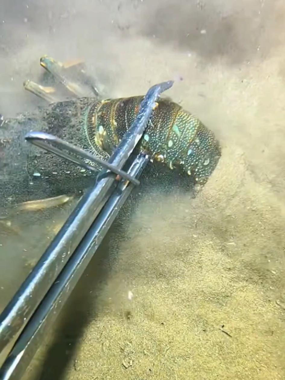 #diving #crab #catchthesea #seaside #seafood #fish #eel #lobster #seangsolofishing