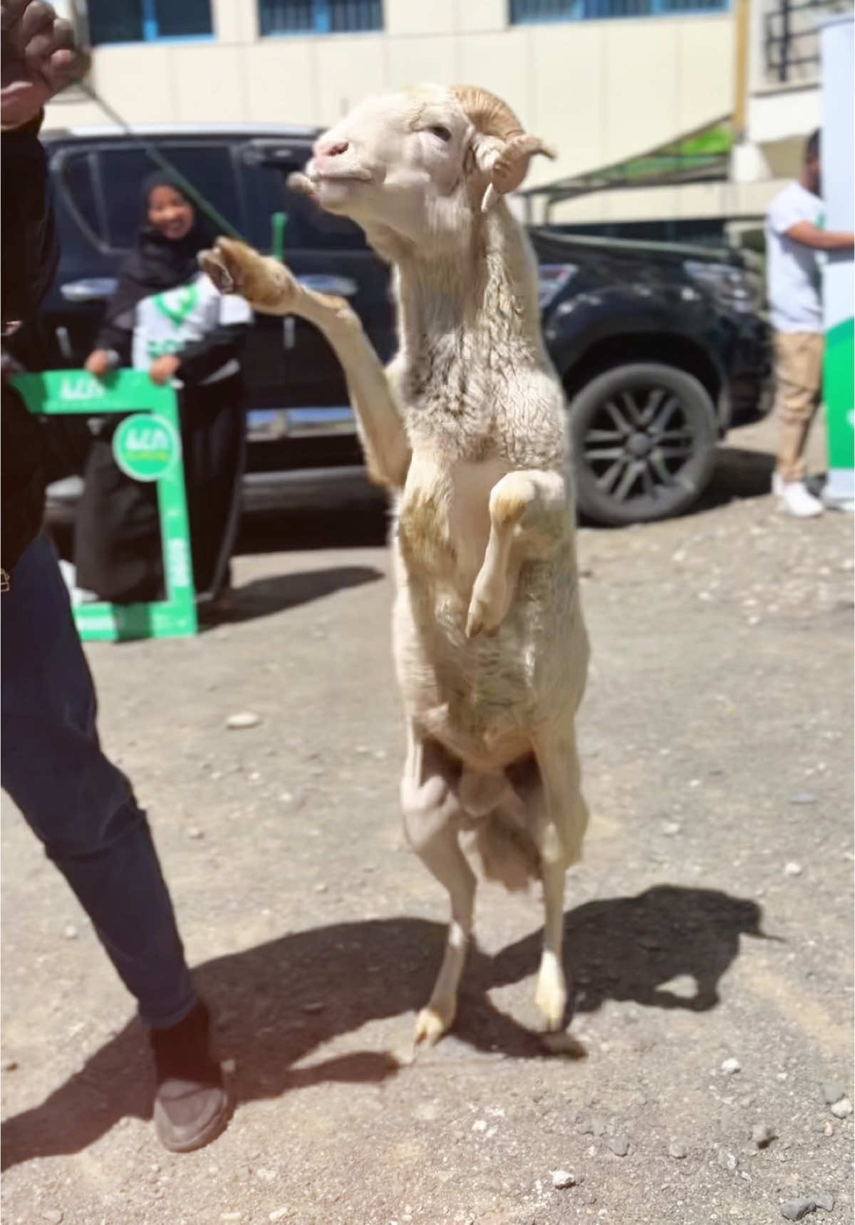 ፈረስ ይሸልማል🐑 ፈረስ ያደርሳል🐎 #creatorsearchinsights #fypシ゚ #fyp #viral_video #ethiopian_tik_tok #foryoupage #video #sheep #challenge 
