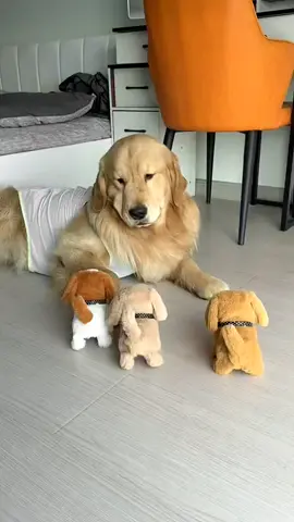 He is afraid of his new toy.😅#dog #dogsoftiktok #cute 